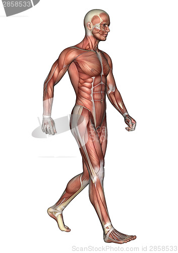 Image of Male Anatomy Figure