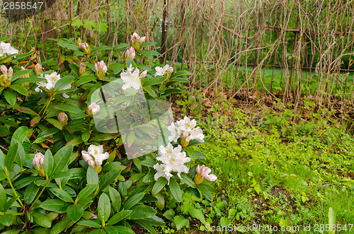 Image of wide white magnolia bush country garden  