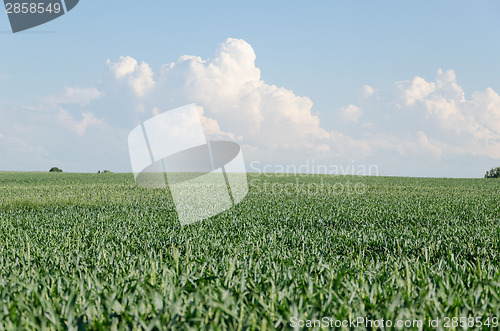 Image of green rye field and blue sky and cloud background 