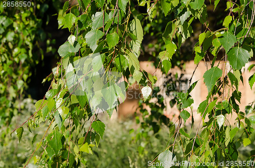 Image of birch tree branch with leaves village house 