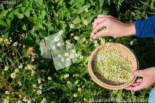 Image of herbalist hand pick camomile herbal flower blooms 