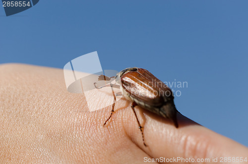 Image of palm and fingers crawling big chafer bug beetle 