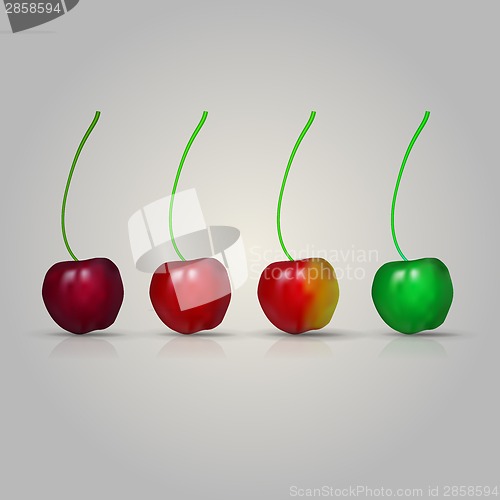 Image of Illustration of four cherries