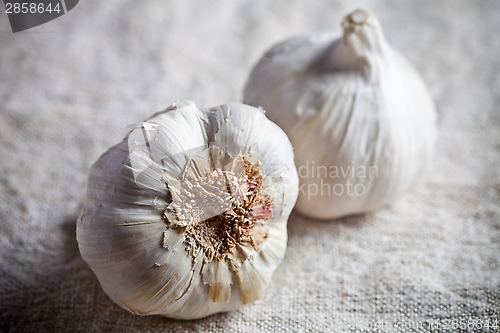 Image of fresh garlic