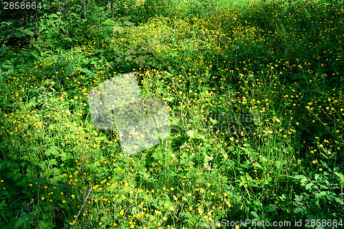 Image of Field with flowers