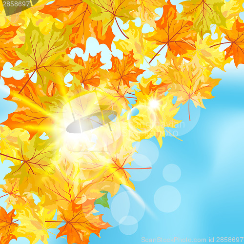 Image of Autumn maple background