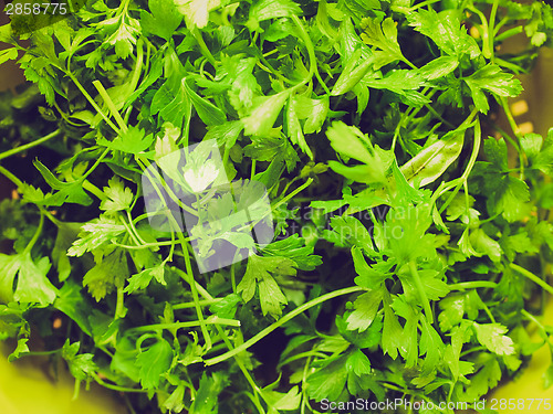 Image of Retro look Parsley