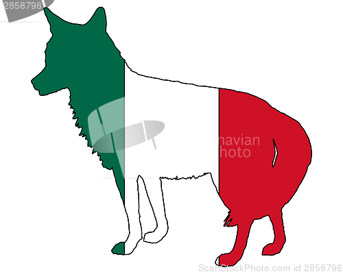 Image of Coyote Mexico