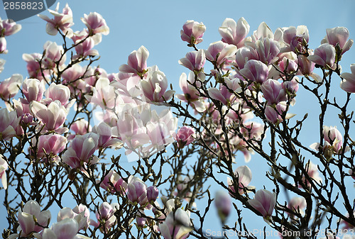 Image of Pink Magnolia