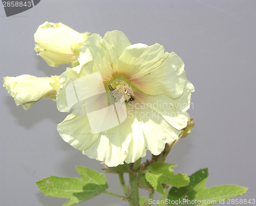 Image of One open and two closed hibiscus blooms on gray background