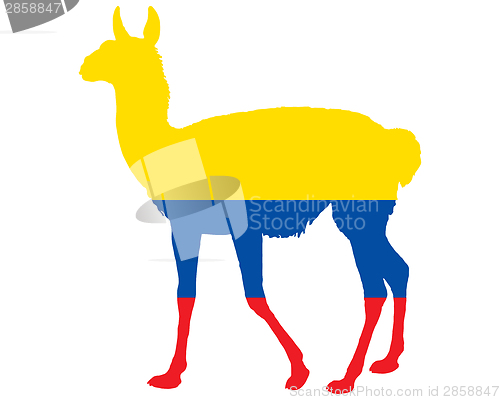 Image of Guanaco Ecuador