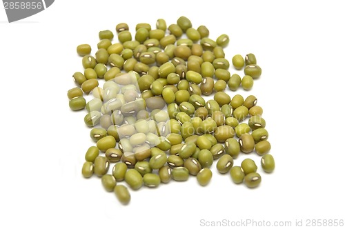 Image of Sprouting mung bean