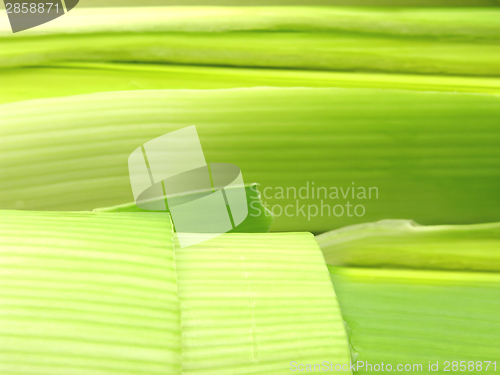 Image of Green leek in a  very close-up view