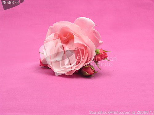 Image of One big and three little roses on pink background