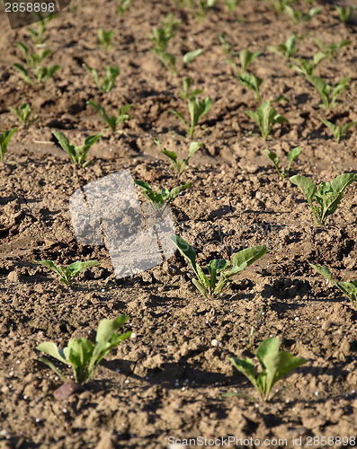 Image of Sugar beet field (Beta vulgaris subsp. vulgaris)