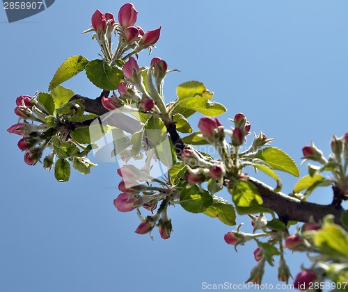 Image of Apple blooms