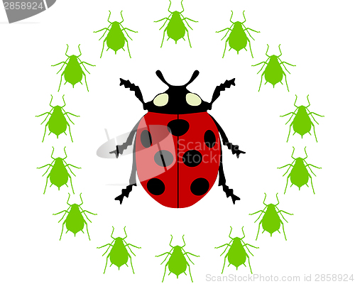 Image of Ladybird diet