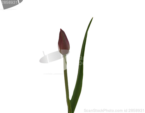 Image of Red tulip 
