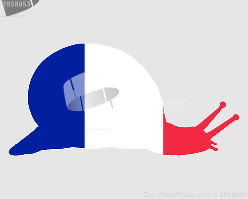 Image of French slug 