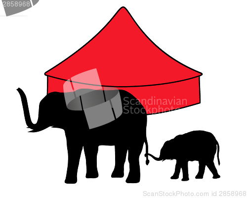 Image of Elephants in circus 