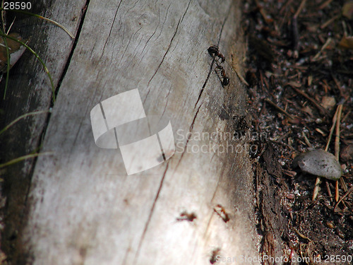 Image of Ants on a root