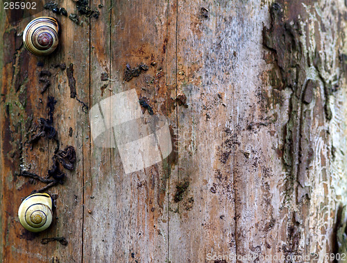 Image of snails on wood