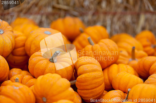 Image of pumpkin patch