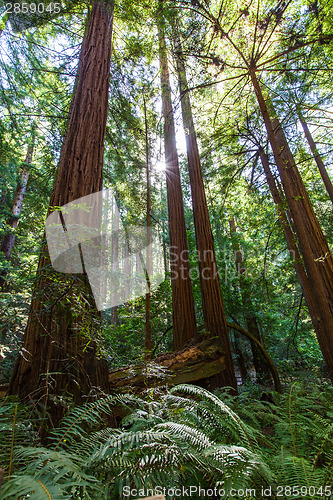Image of redwood forest