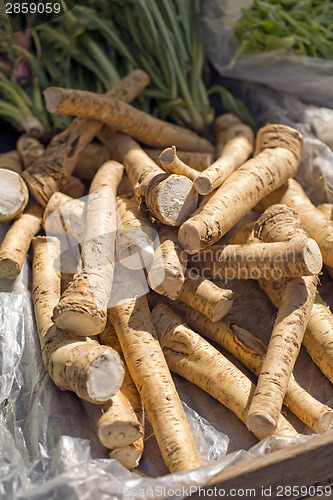 Image of Horseradish