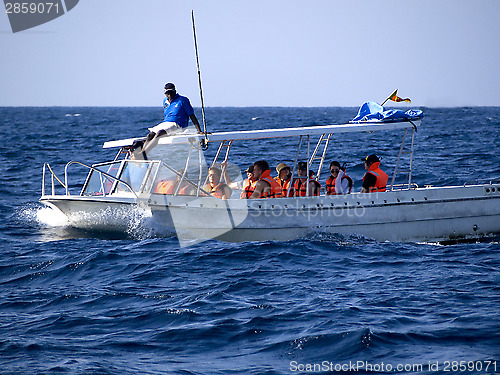 Image of Whale watching at the Indian ocean