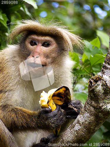 Image of Monkey eats banana