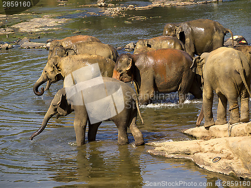 Image of Elephant bathing at the orphanage