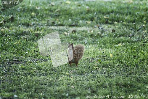 Image of Squirrel on the grass near tree