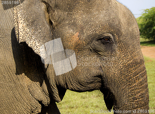 Image of Closeup of an indian elephant