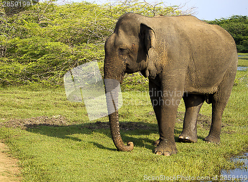 Image of Portrait of an indian elephant in the National Park