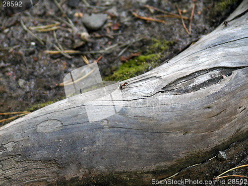 Image of Old tree