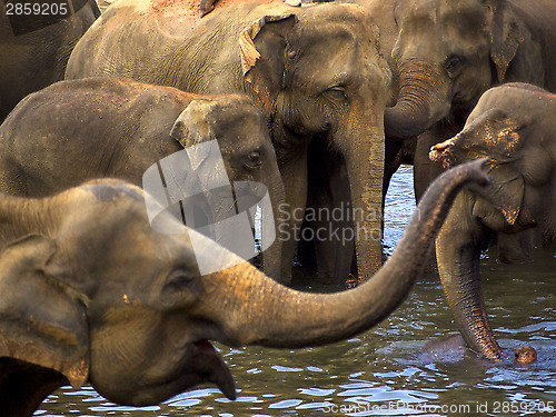 Image of Elephant bathing at the orphanage