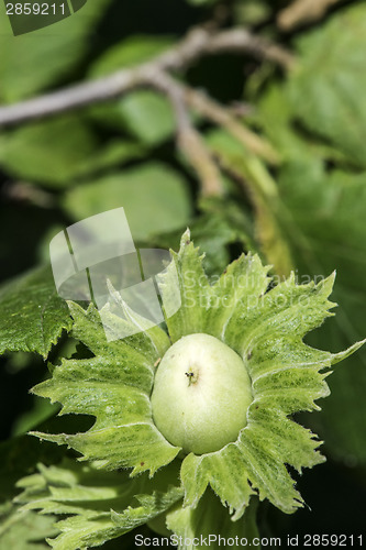 Image of  Branch with hazelnuts