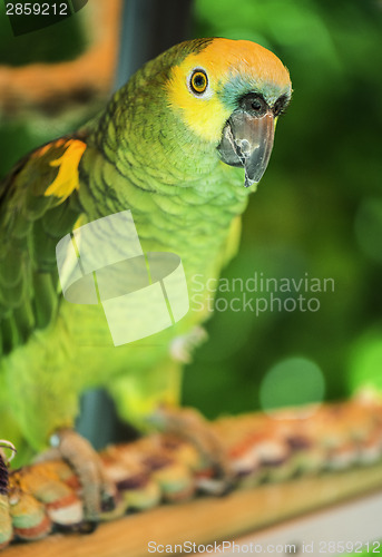 Image of Green parrot