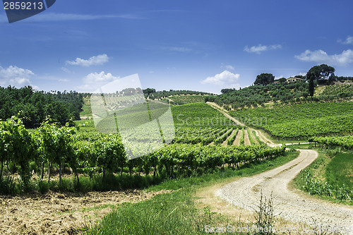 Image of Vine plantations and farmhouse in Italy