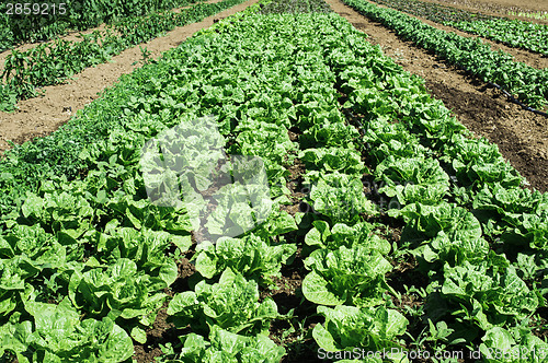 Image of Plantations with lettuce