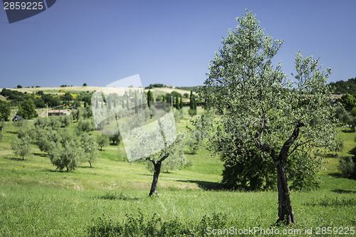 Image of Olive trees in Italy