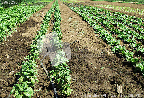 Image of Plantations with lettuce