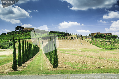 Image of Vineyards and farm road in Italy