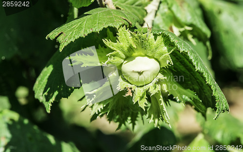 Image of  Branch with hazelnuts