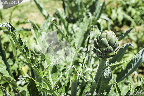 Image of Artichoke plantation