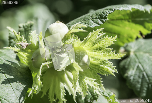 Image of  Branch with hazelnuts