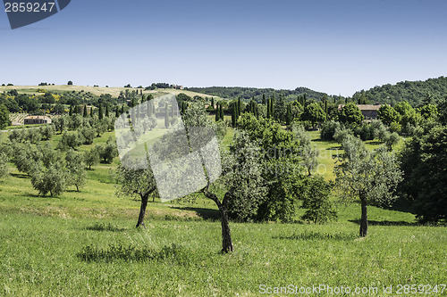 Image of Olive trees in Italy