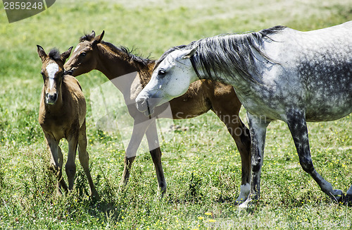 Image of Domestic horses