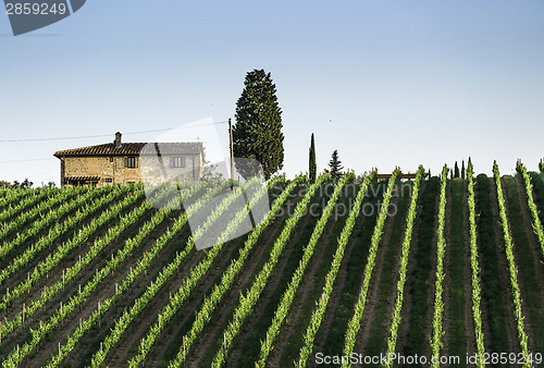 Image of Vineyards in Tuscany